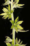 Green false hellebore